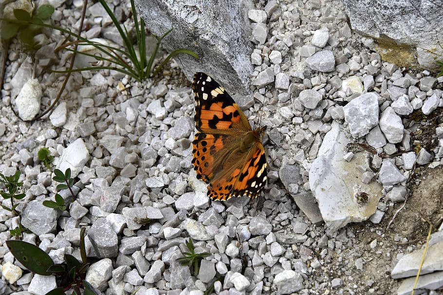butterfly, animal themes, insect, animal wildlife, butterfly - insect HD wallpaper
