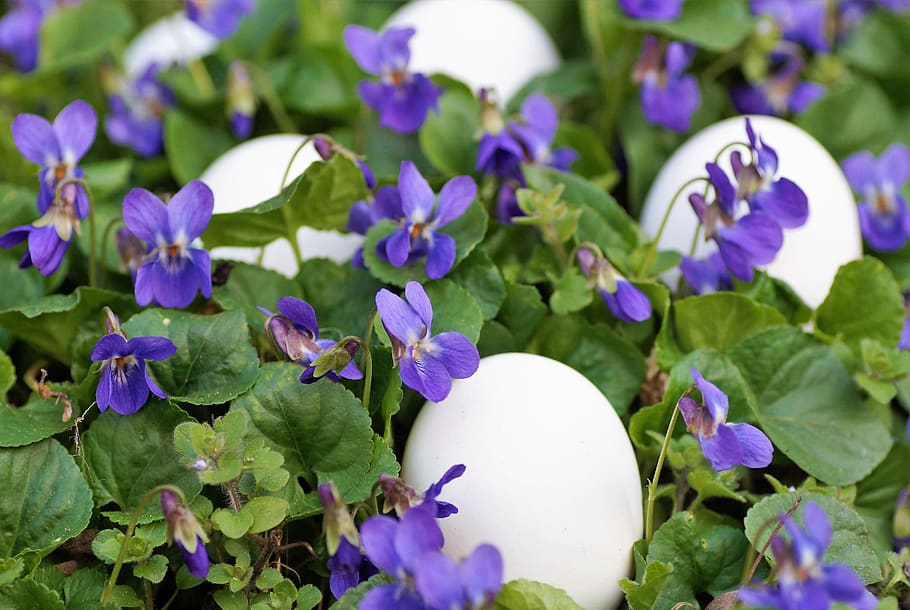 violets, eggs, white, easter, spring, vernal, holiday, the tradition of HD wallpaper