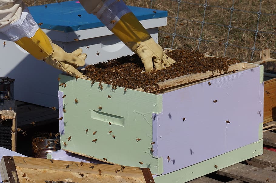 beekeeper, bees, honeybees, beehive, frames, brood box, apiary