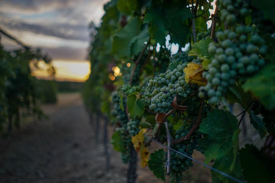 grapes, grapevine, fruit, wine, winegrowing, vines, vines stock HD wallpaper