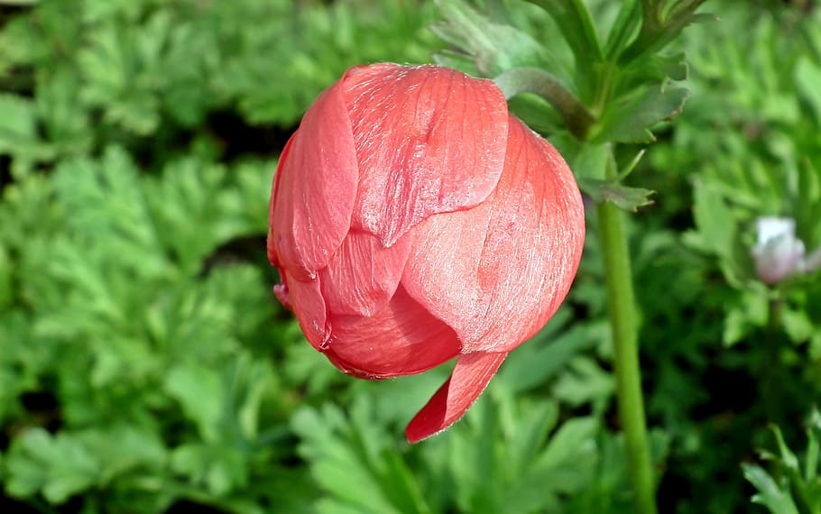 anemone, flower, bud, red, garden, summer, macro, nature, closeup HD wallpaper