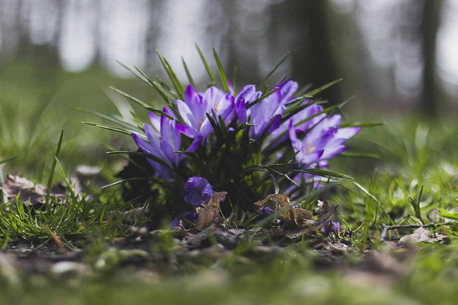Selective Focus Photography of Purple Flowers Near Grass, beautiful HD wallpaper