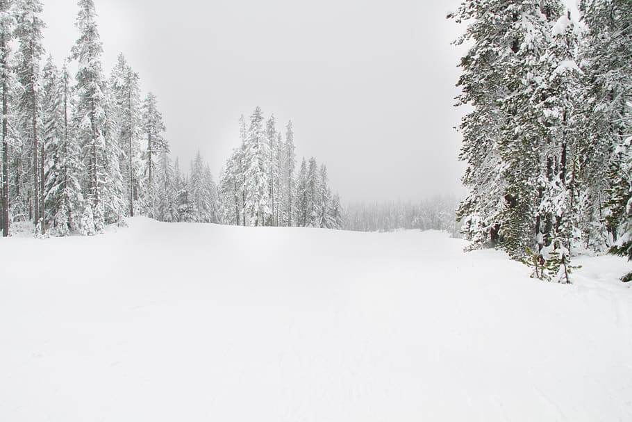 snow field surrounded by trees, cold temperature, winter, plant HD wallpaper