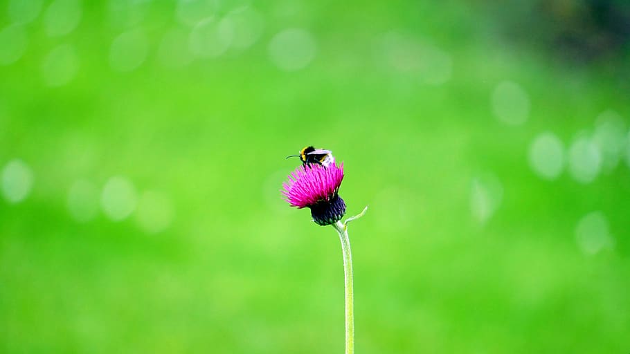Black Insect on Pink Flower, bee, bloom, blossom, flora, macro HD wallpaper