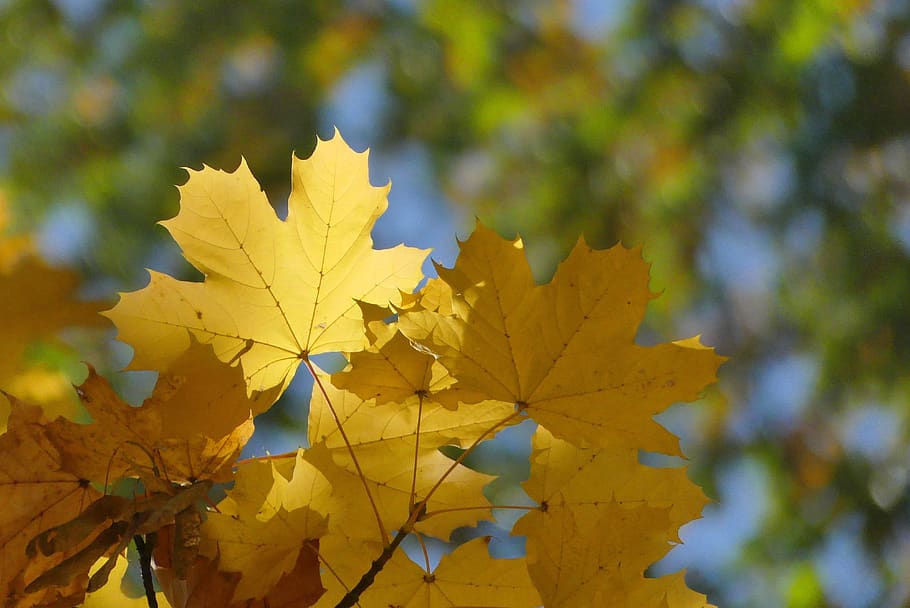 foliage, autumn, nature, clone, tree, plant part, leaf, change HD wallpaper