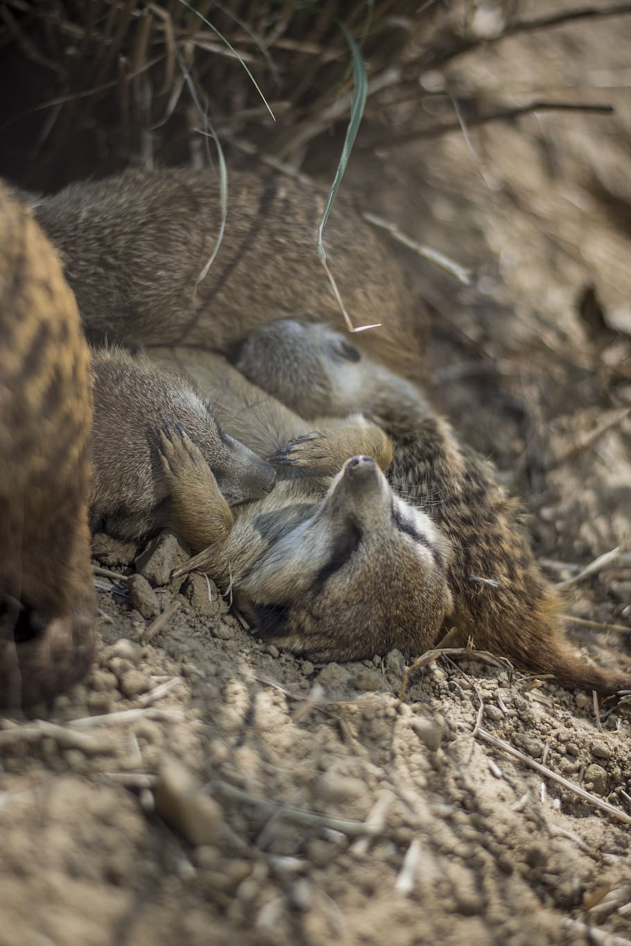 pet lying on soil, germany, bochum, animal, mammal, tierpark bochum HD wallpaper