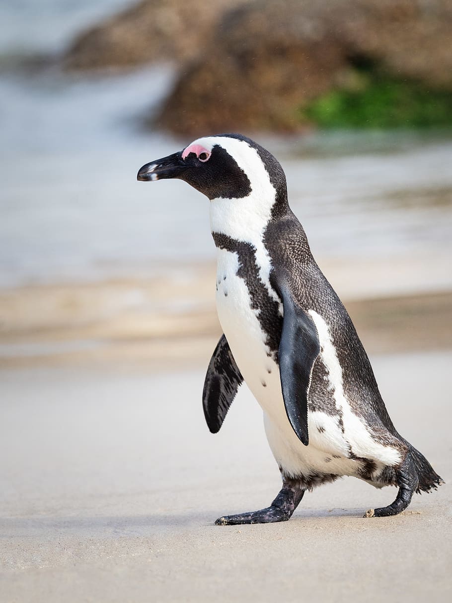 Hd Wallpaper Black And White Penguin Walking On Sand African