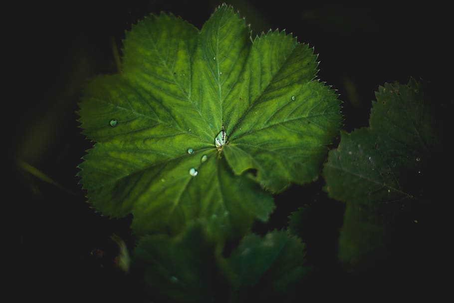sweden, helsingborg, sofiero slott, water, rain, forest, dark HD wallpaper