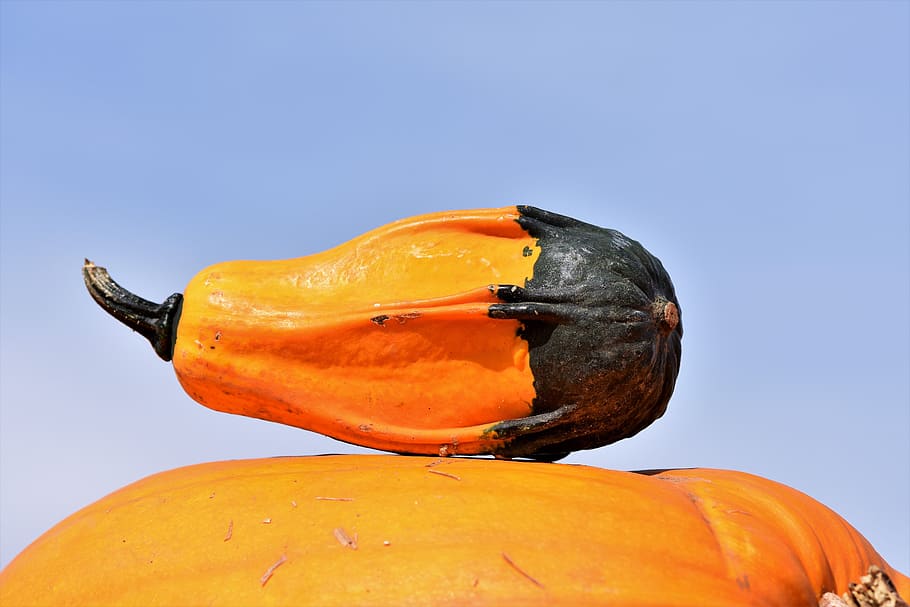 pumpkin, fruit, orange, autumn, cucurbita maxima, choose, large HD wallpaper