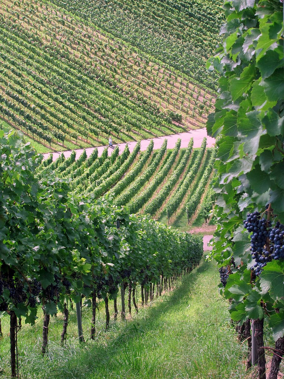 vineyards, germany, strümpfelbach, plant, agriculture, growth HD wallpaper