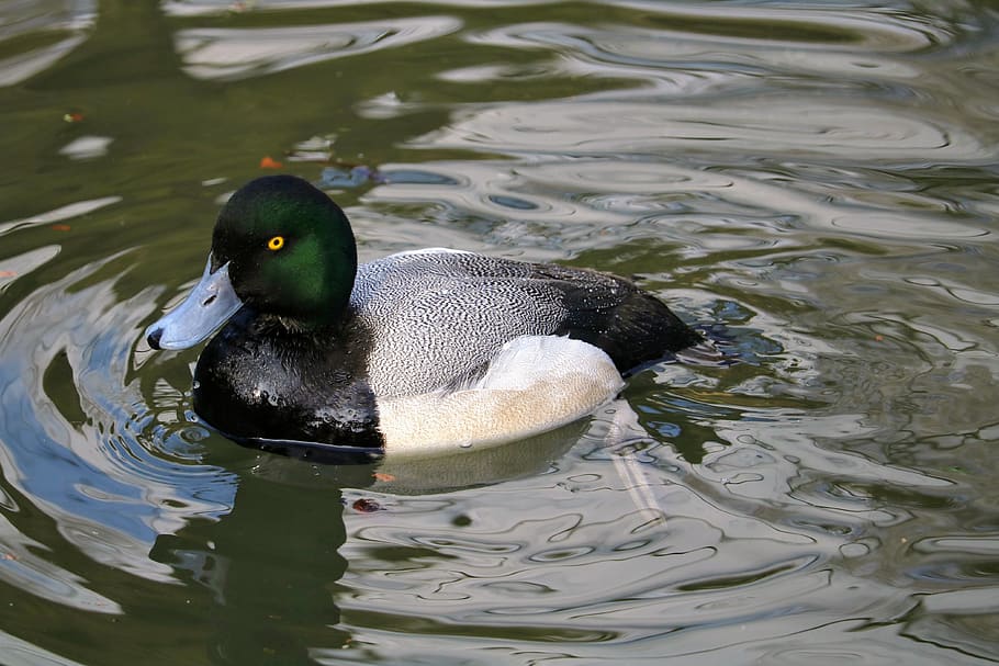 puddle, duck, bird, waters, lake, swim, feather, reflection HD wallpaper