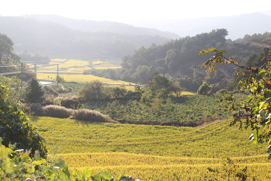 korea, plant, growth, scenics - nature, tranquil scene, beauty in nature HD wallpaper