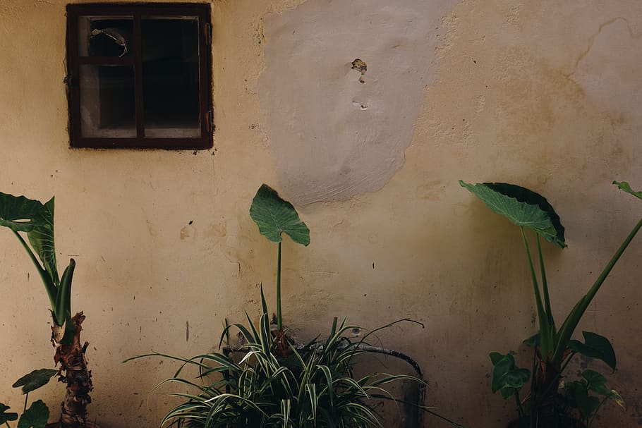 Green Plants Near Wall, building, built structure, wall - building feature HD wallpaper