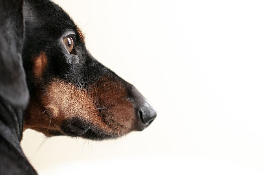 black and tan dog, one animal, animal themes, mammal, domestic HD wallpaper