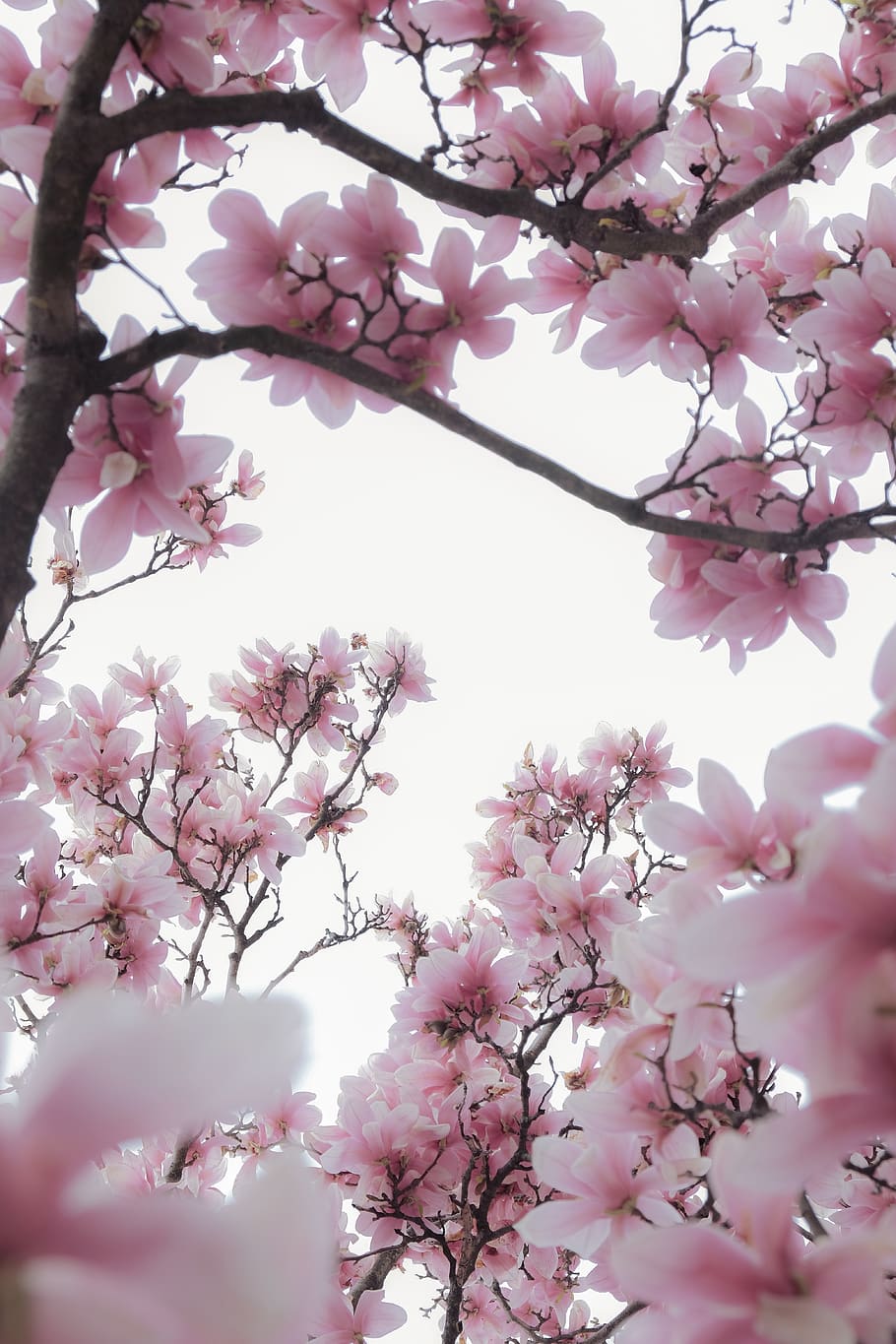 low angle photography of sakura tree, pink color, plant, flower, HD wallpaper