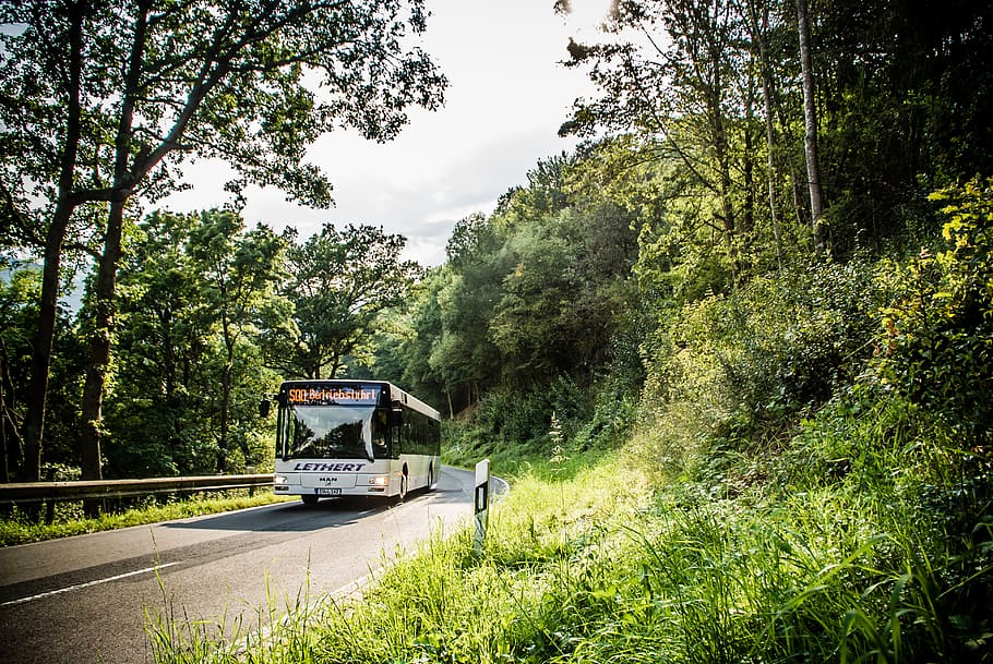bus, plant, tree, transportation, mode of transportation, land vehicle HD wallpaper