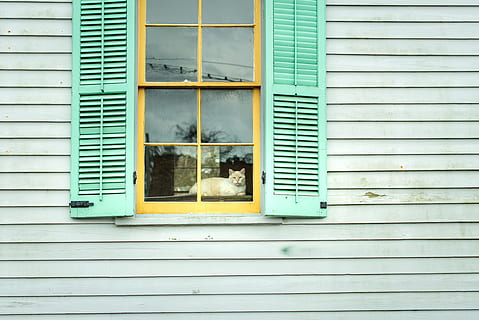 yellow wooden window with green window covers, house, cat, shutter HD wallpaper
