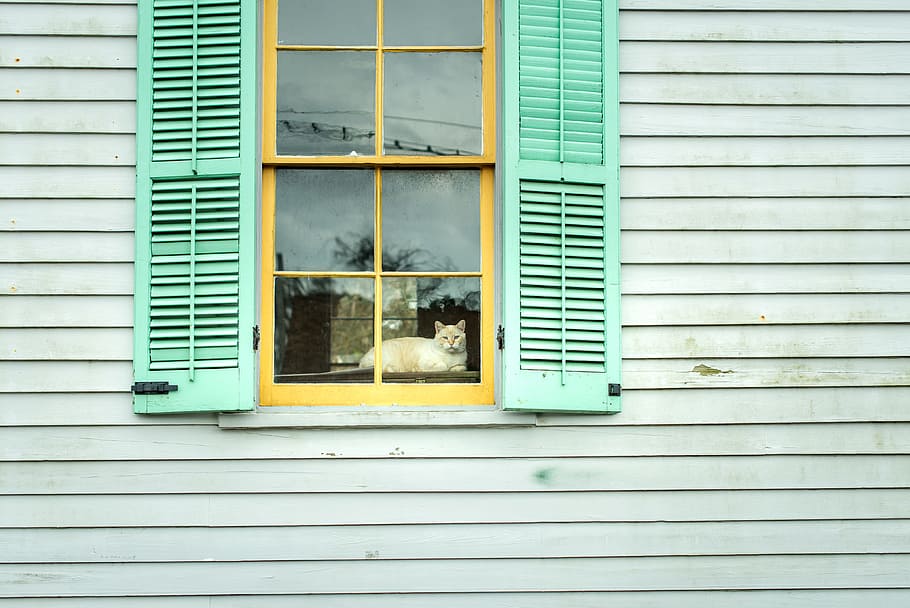 yellow wooden window with green window covers, house, cat, shutter HD wallpaper
