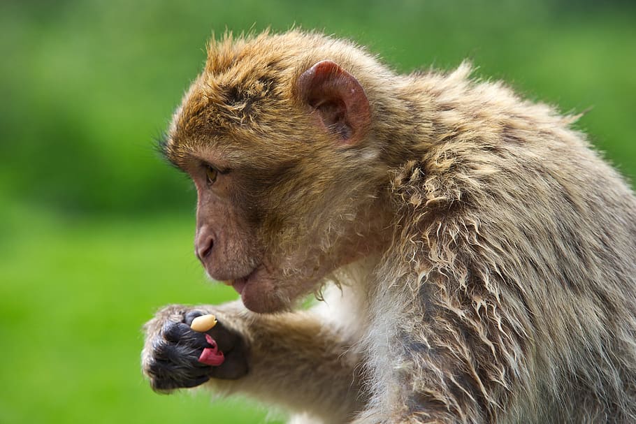 nature, bla, small, animal, mammal, animal themes, animals in the wild HD wallpaper