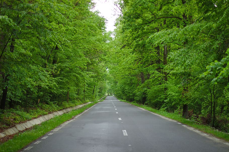 spring, nature, road, green, plant, direction, tree, green color HD wallpaper