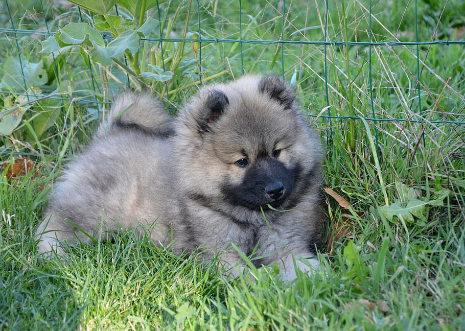 dog, puppy, dog eurasier olaf blue, mid-long hair, breed eurasier, HD wallpaper