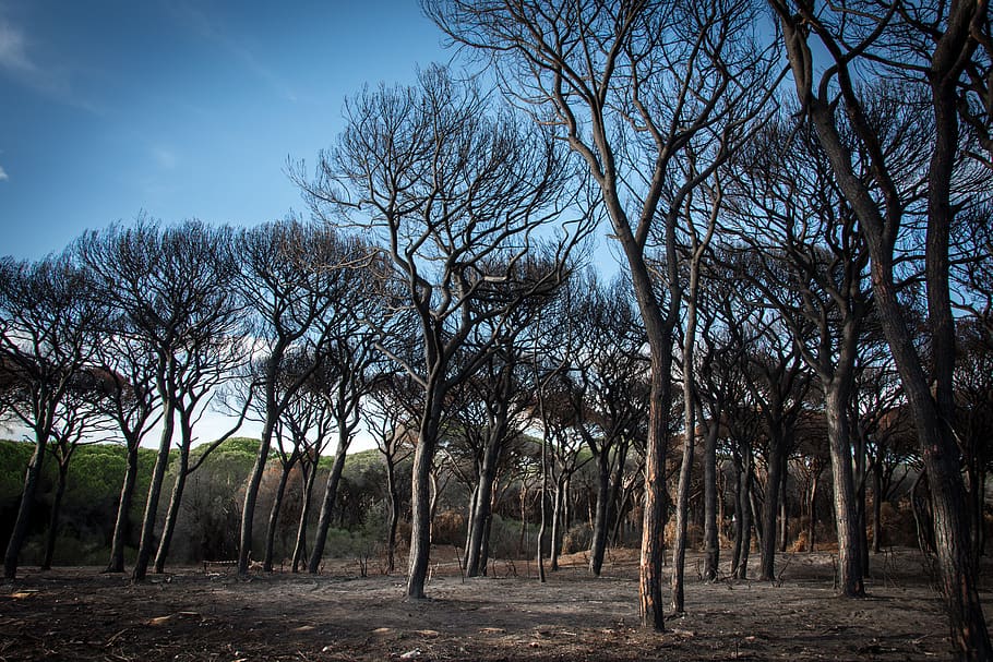 tree, cinder, nature, wallpaper, fire, plant, sky, tranquility HD wallpaper