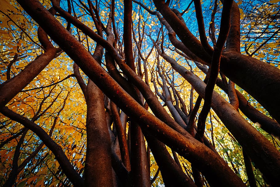 brown tree, plant, tree trunk, flare, light, leaf, sunlight, veins, HD wallpaper