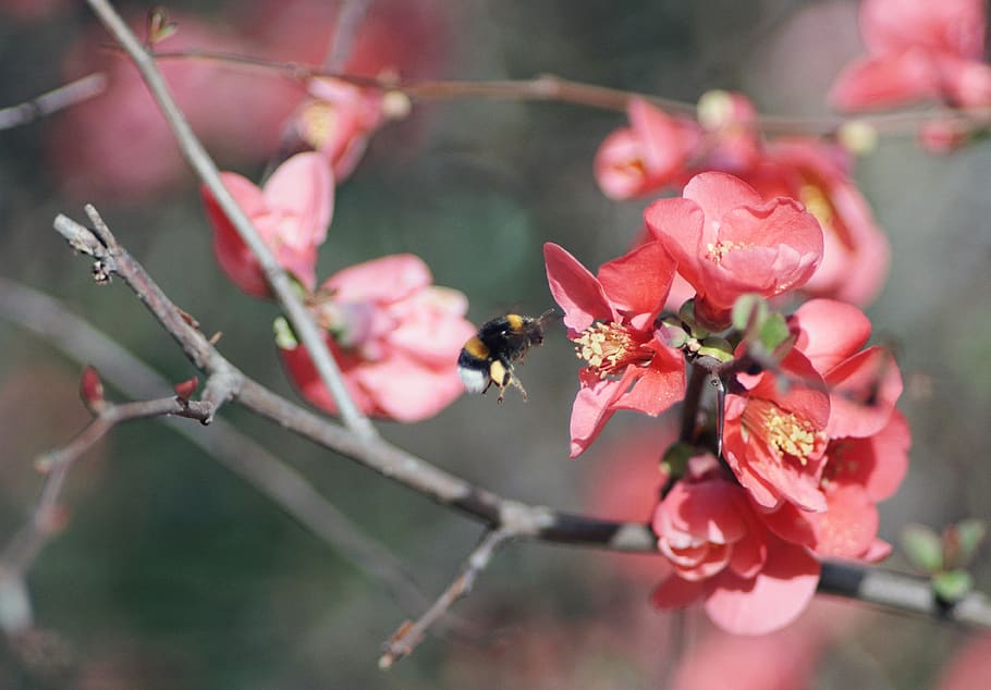 bee, insect, apidae, animal, invertebrate, honey bee, bumblebee HD wallpaper