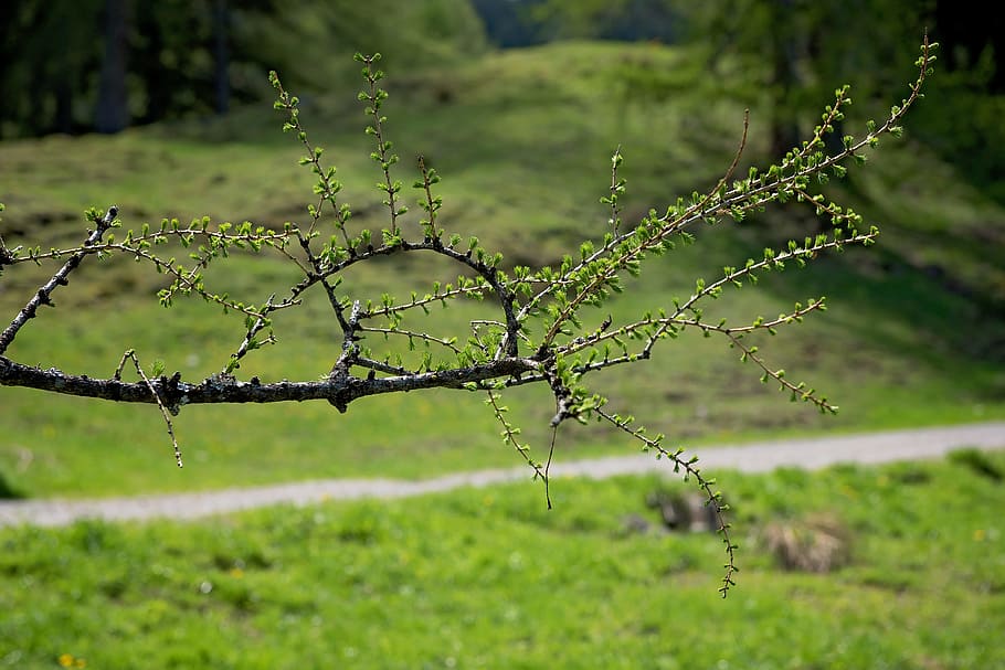 branch, tree, wild, green, nature, wood, green color, plant HD wallpaper
