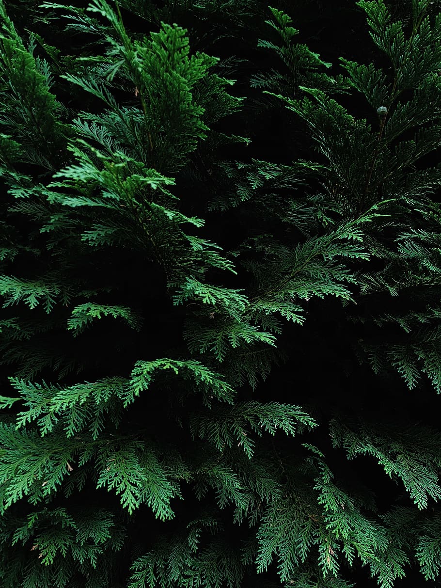 green leaf tree, plant, growth, green color, no people, full frame HD wallpaper