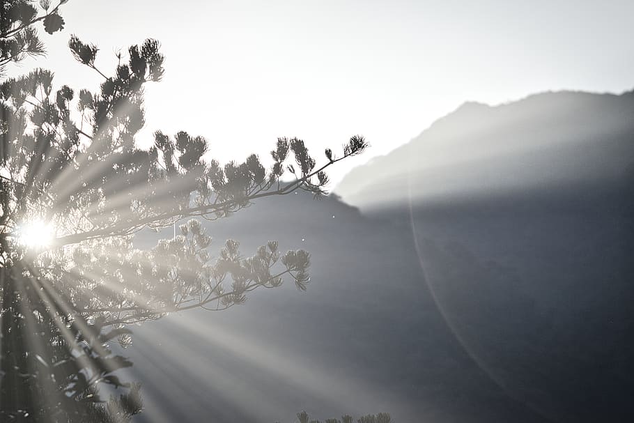 sunlight during daytime, plant, beauty in nature, tranquility HD wallpaper