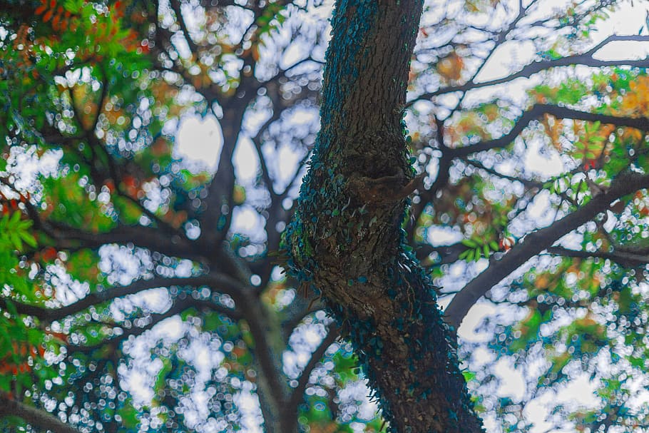tree planting, rain, spring, color, early in the morning, trunk HD wallpaper
