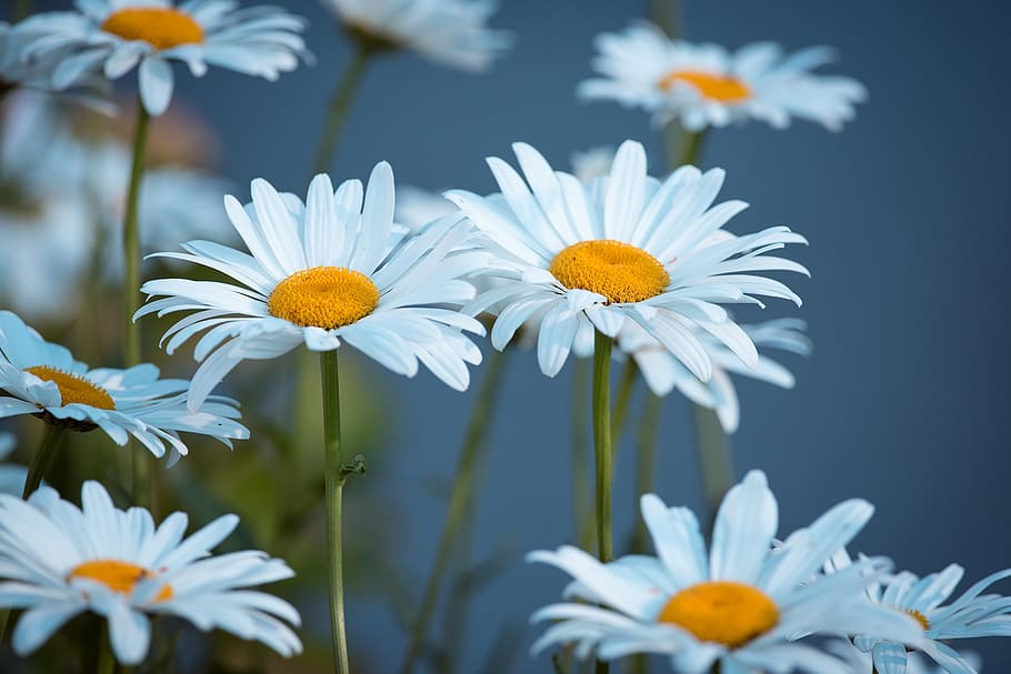 Close Up Photography of Daisies, beautiful, bloom, blooming, blur HD wallpaper