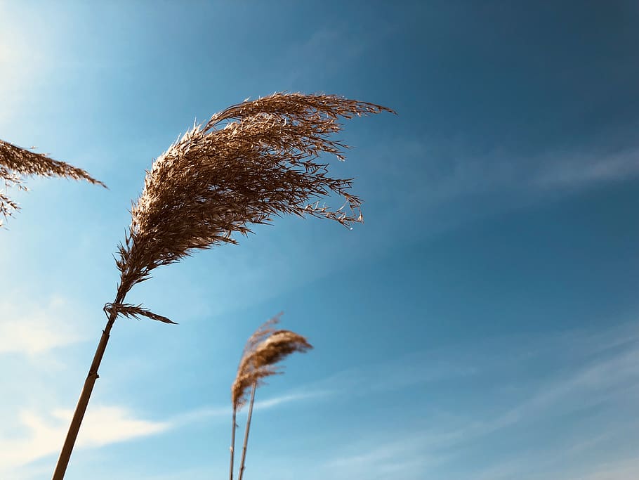 spring, warm, springtime, reed, skyline, blue, blue sky, nature HD wallpaper