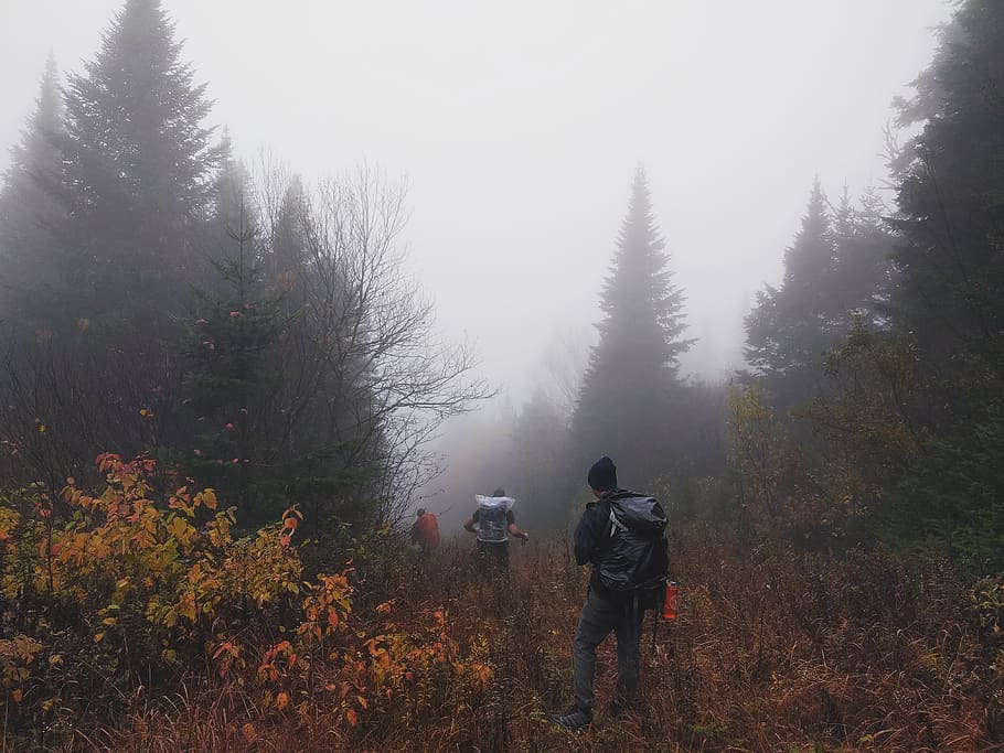 three men walking on forest, person, human, people, parc montagne du diable HD wallpaper