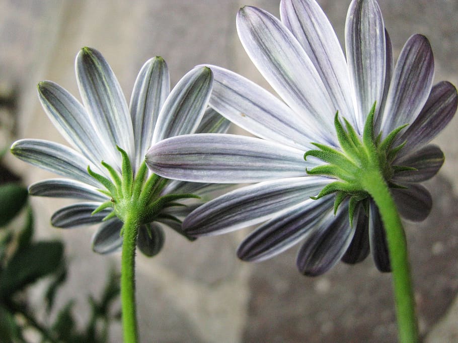 white flower, green, nature, plant, beauty in nature, growth HD wallpaper
