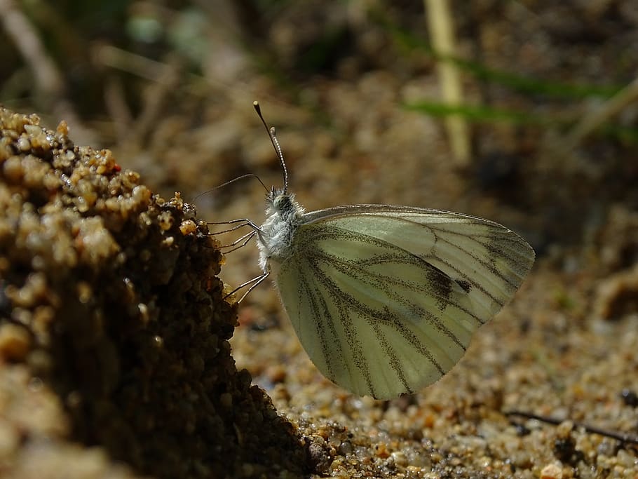 butterfly, cabbage white, macro, insect, nature, summer, animal HD wallpaper