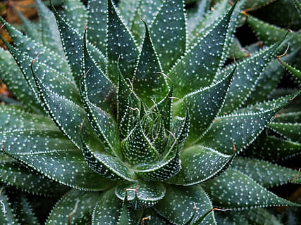 green plant, aloe, succulent, vegetation, leaf, cactus, agavaceae HD wallpaper