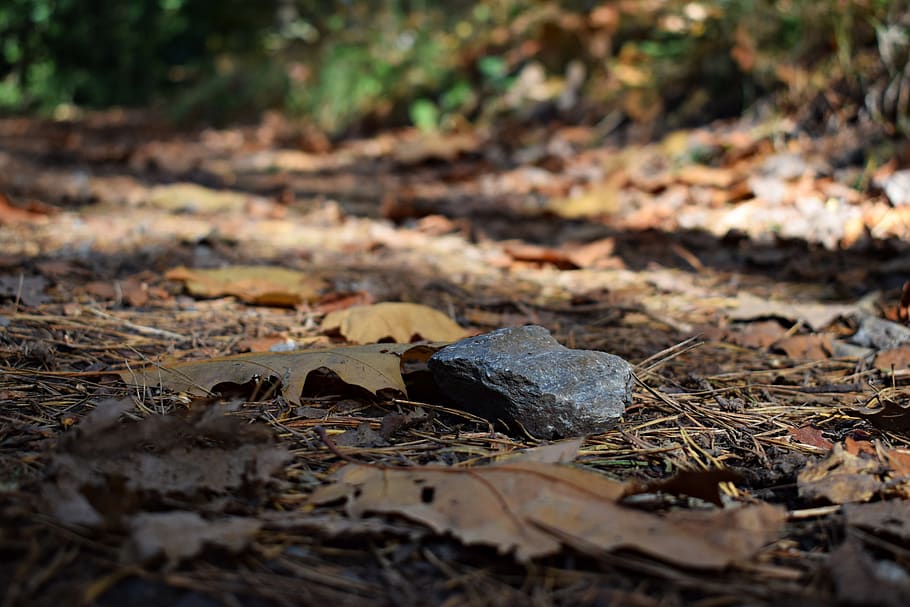 stone, forest, nature, autumn, leaves, forest path, forest floor HD wallpaper