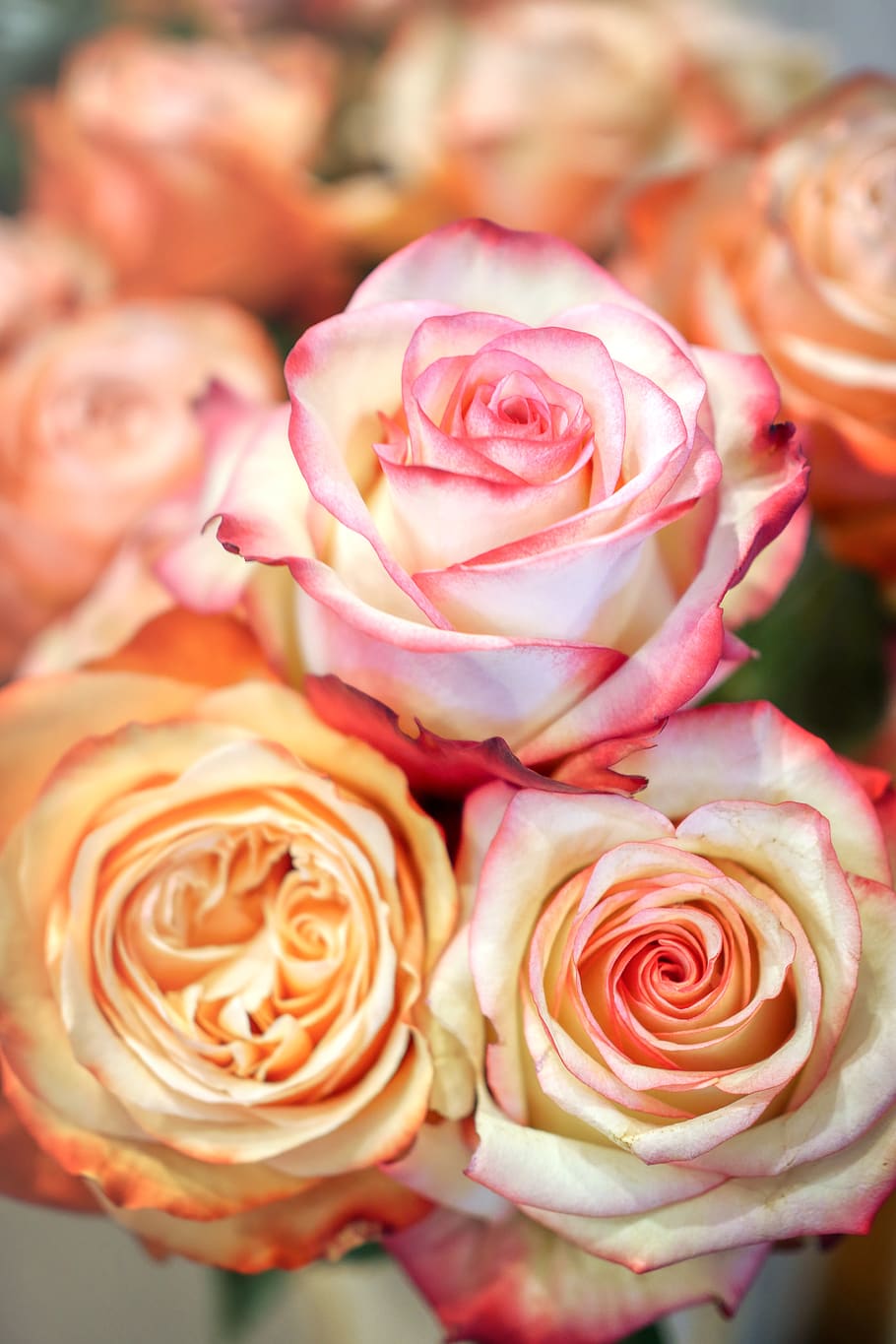 roses, flower, blossom, bloom, love, romance, plant, bouquet HD wallpaper