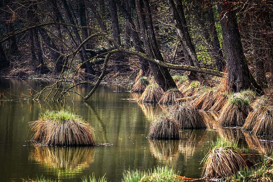 forest, lake, pond, tree, mirroring, landscape, water, river HD wallpaper