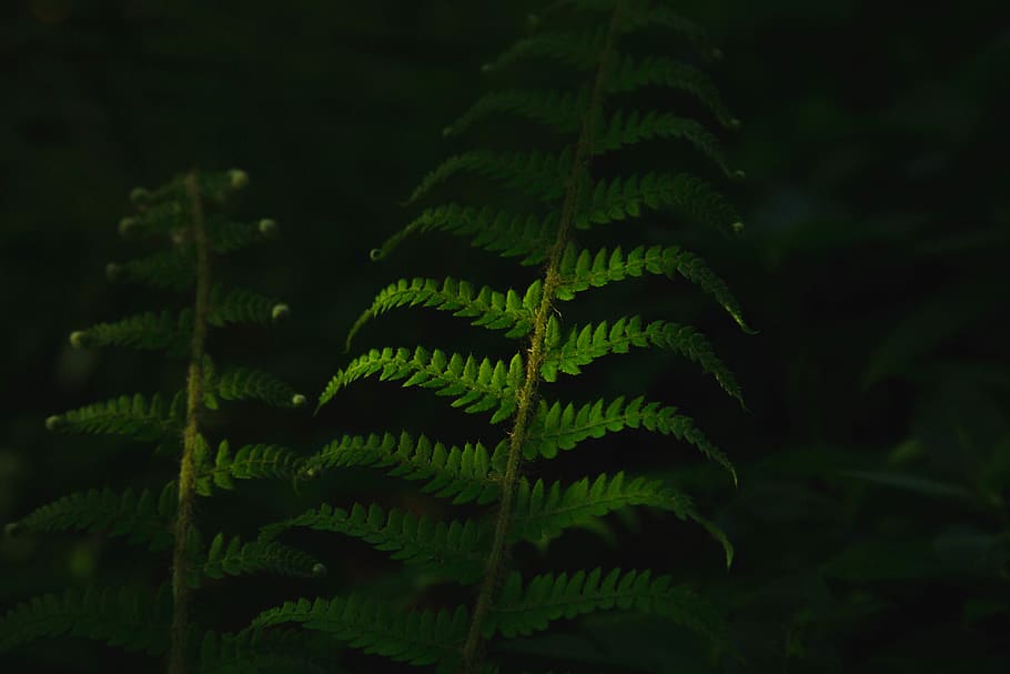 green, leaf, plant, grass, dark, blur, green color, fern, growth HD wallpaper
