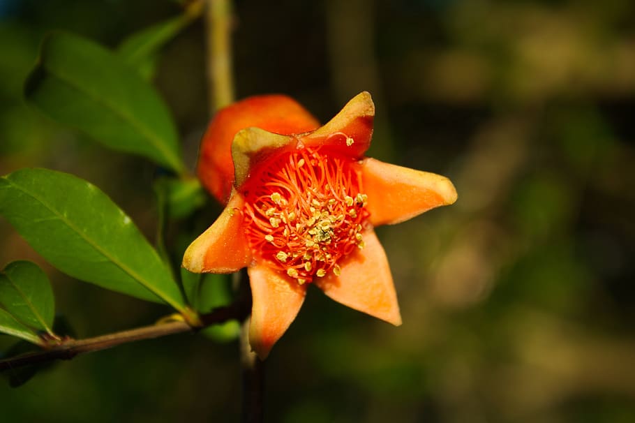 granada, flower, fruit, tree, spring, season, orange, nature HD wallpaper