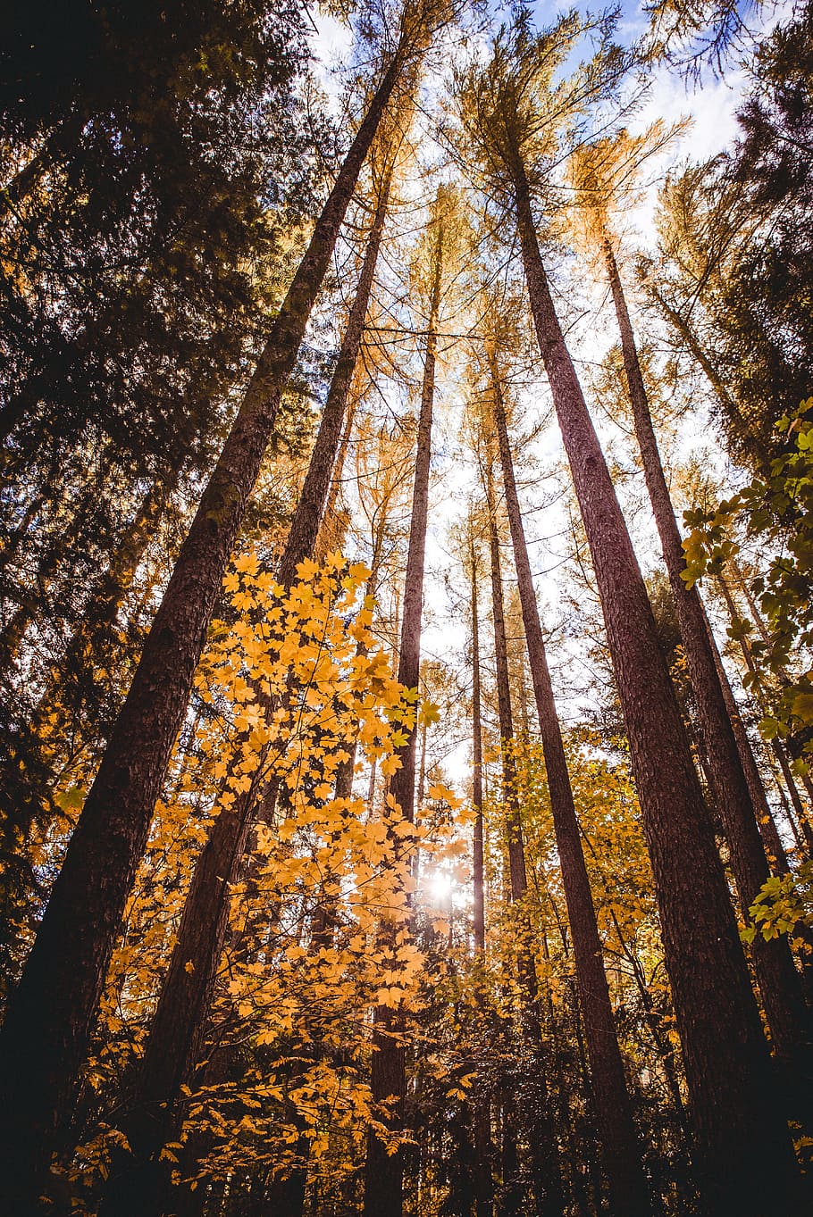 green-leafed trees, leaves, forest, woodland, looking up, outdoors HD wallpaper
