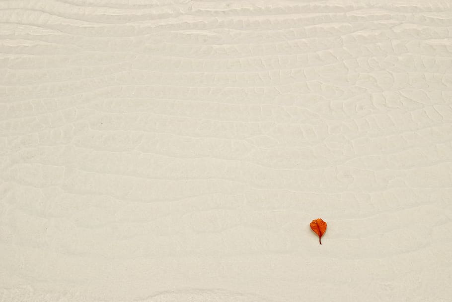 giant, alone, lonely, leaf, water, sea, clear, flow, wave, shore HD wallpaper