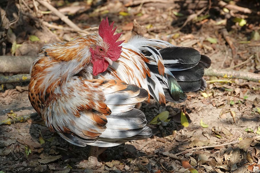 hahn, plumage, gockel, poultry, farm, male, colorful, animal HD wallpaper