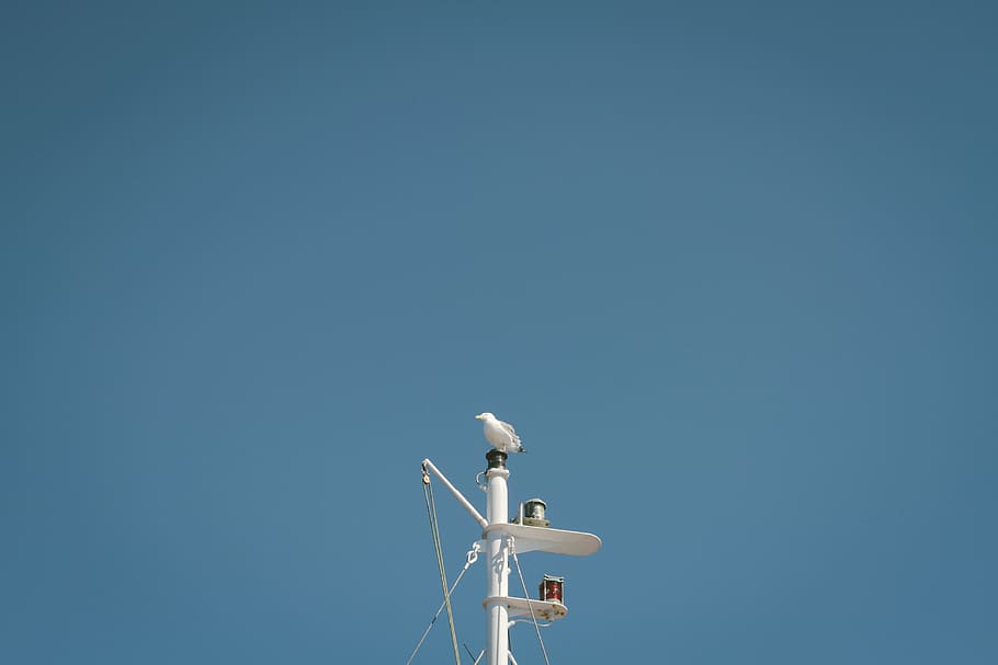 bird on white post, mast, perch, seagull, ship, sky, blue, blue sky HD wallpaper