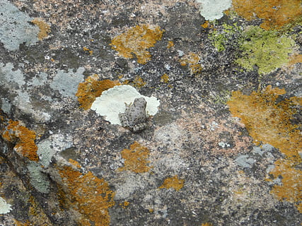 rock, leaf, plant, ground, concrete, texture, flower, blossom HD wallpaper
