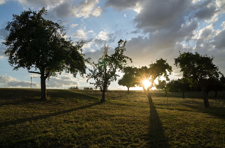 germany, saxony, plant, sky, tree, sun, beauty in nature, sunset HD wallpaper