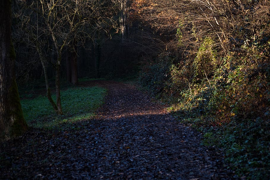 forest, away, nature, path, autumn, trees, forest path, landscape HD wallpaper